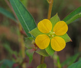 Seedbox (Ludwigia alternifolia)