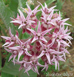 Showy Milkweed (Asclepias speciosa)