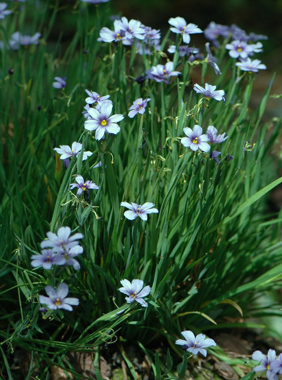 Blue-Eyed Grass (Sisyrinchium angustifolium)
