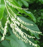 Sourwood (Oxydendrum arboreum)