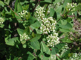 Hemp Dogbane (Apocynum cannabinum)