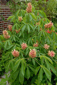 Buckeye, Painted  (Aesculus sylvatica)