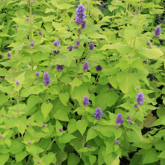 Korean Anise Hyssop 'Golden Jubilee' (Agastache rugosa)