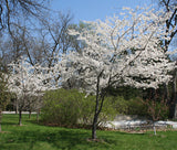 Plum, Wild (Prunus spp)