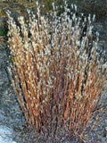 Bluestem, Splitbeard (Andropogon ternarius)