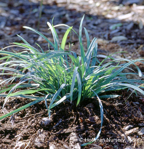 Sedge, Blue Wood (Carex flaccosperma)