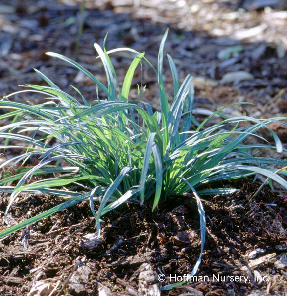 Sedge, Blue Wood (Carex flaccosperma)
