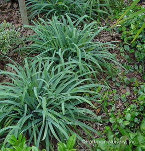 Sedge, Creeping 'Hobb Bunny Blue' (Carex laxiculmis)