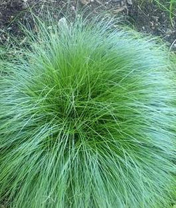 Sedge, Rosy (Carex rosea)