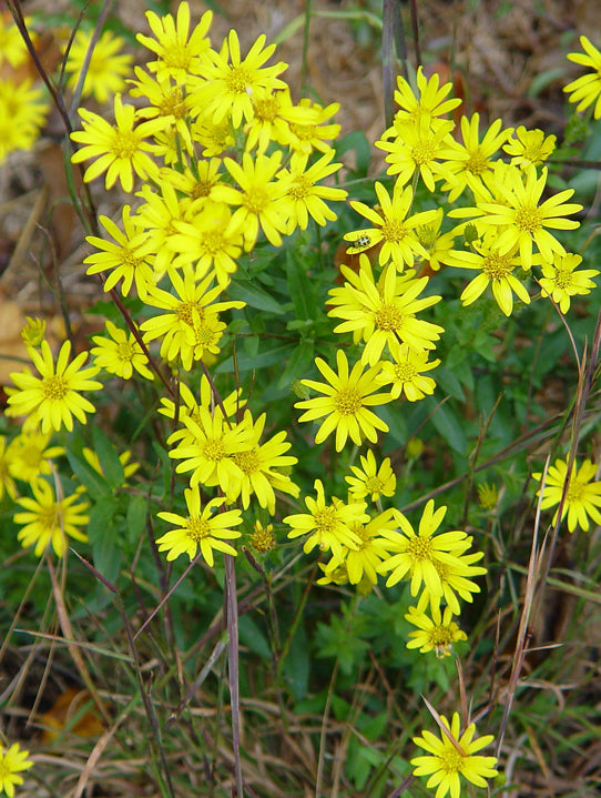Maryland Goldenaster (Chrysopsis mariana)