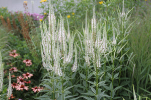 Culver's Root (Veronicastrum virginicum)