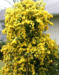 Jessamine, Carolina (Gelsemium sempervirens)