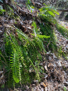 Fern, Christmas (Polystichum acrostichoides)