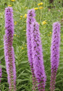 Blazing Star, Prairie (Liatris pycnostachya)
