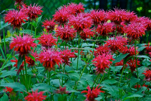 Bee Balm, Scarlet 'Panorama Red' (Monarda didyma)
