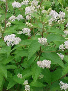 New Jersey Tea (Ceanothus americanus)
