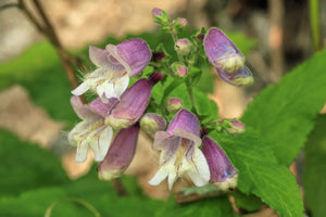 Beardtongue, Blue Ridge (Penstemon smallii)