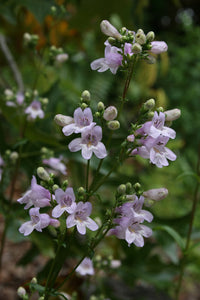 Beardtongue, Eastern Smooth (Penstemon laevigatus)