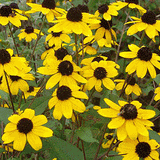 Brown-Eyed Susan (Rudbeckia triloba)