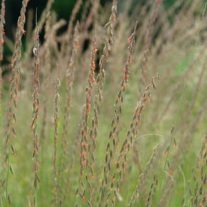Sideoats Grama Grass (Bouteloua curtipendula)