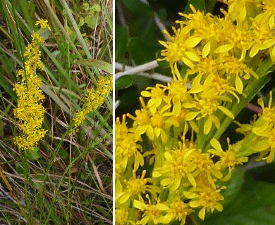 Goldenrod, Pineywoods (Solidago pinetorum)