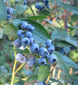 Blueberry, Highbush  (Vaccinium corymbosum)