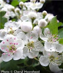 Hawthorn, Washington  (Crataegus phaenopyrum)