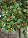 Holly, American, unsexed (Ilex opaca)