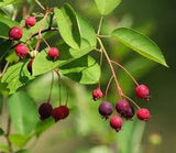 Serviceberry (Amelanchier canadensis)