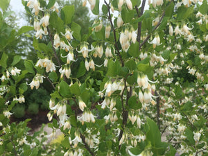 American Snowbell  (Styrax americanus)