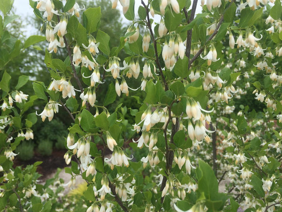 American Snowbell  (Styrax americanus)