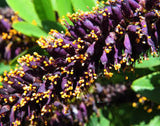 False Indigo Bush (Amorpha fruticosa)