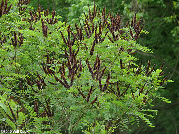 False Indigo Bush (Amorpha fruticosa)