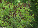 False Indigo Bush (Amorpha fruticosa)