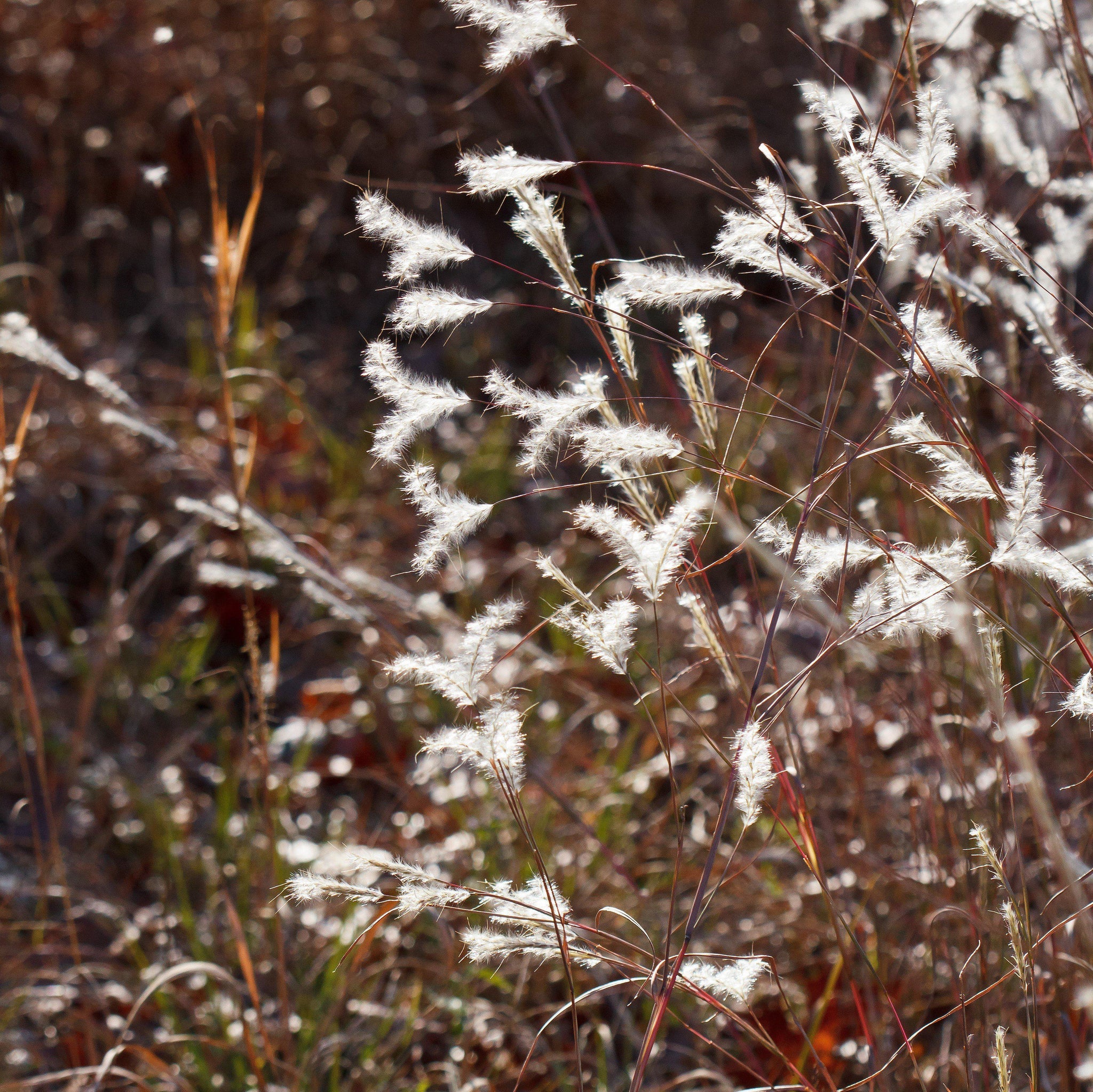 Bluestem, Splitbeard (Andropogon ternarius) – Field to Cottage Nursery