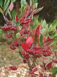 Chokeberry, Red (Aronia arbutifolia)