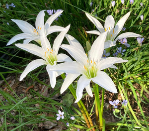 Atamasco Lily (Zephyranthes atamasco)