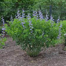 False Indigo, Blue (Baptisia australis)