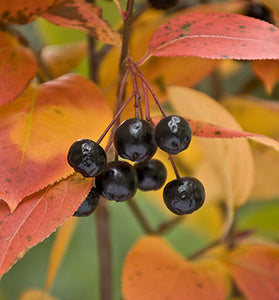 Chokeberry, Black (Aronia melanocarpa)