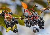 Viburnum, Blackhaw (Viburnum prunifolium)