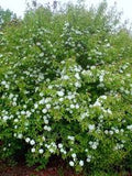 Viburnum, Blackhaw (Viburnum prunifolium)