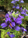 Great Blue Lobelia (Lobelia siphilitica)