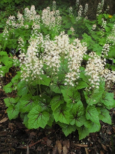Foamflower 'Brandywine' (Tiarella cordifolia)