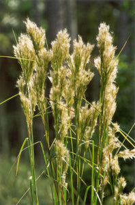 Bluestem, Bushy (Andropogon glomeratus)
