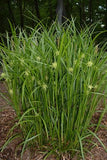 Sedge, Gray's (Carex grayi)