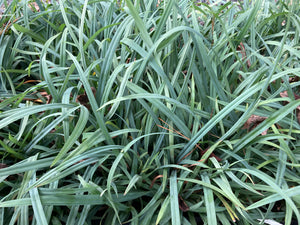 Sedge, Creeping (Carex laxiculmis)