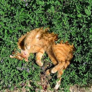 Catnip (Nepeta cataria)