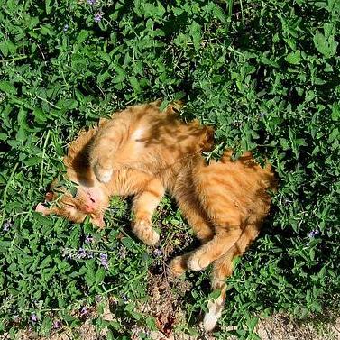 Catnip (Nepeta cataria)