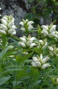 Turtlehead (Chelone glabra)