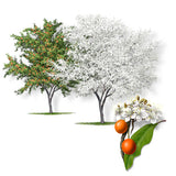 Plum, Chickasaw  (Prunus angustifolia)